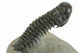 Flying Crotalocephalina Trilobite - Atchana, Morocco #359237-3